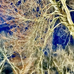tree image
